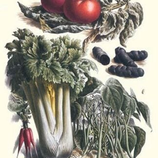 Vegetables; Green Beans