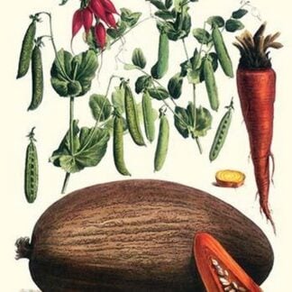 Vegetables; Peas in pods