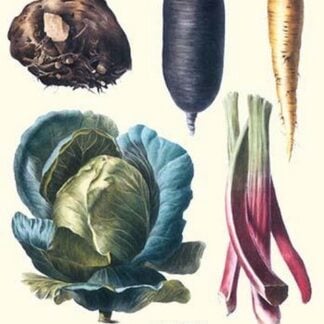 Vegetables; Rhubard