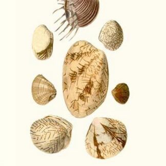 Venus Shells By John Mawe