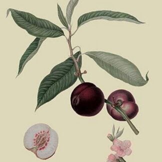 Vermash Nectarine by William Hooker