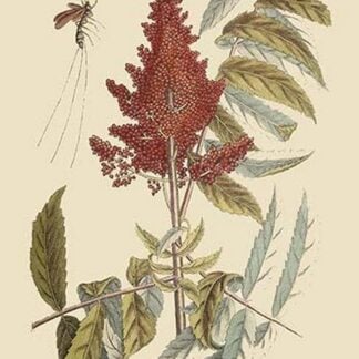 Vespa Ichneumon Tripilis or Fly Pennsylvania by Mark Catesby