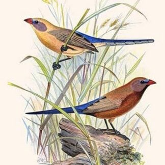 Violet-Eared Waxbill by Frederick William Frohawk