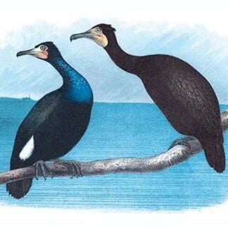 Violet Green Cormorant and Florida Cormorant by Theodore Jasper