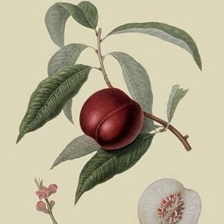 Violet Hative Nectarine by William Hooker #2