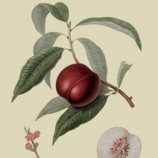 Violet Hative Nectarine by William Hooker