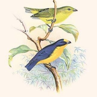 Violet Tanager by Frederick William Frohawk