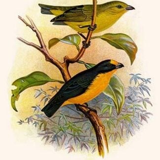 Violet Tanager by Frederick William Frohawk