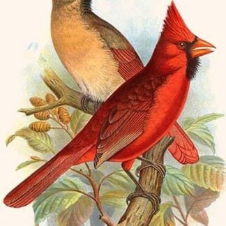 Virginian Cardinal by Frederick William Frohawk