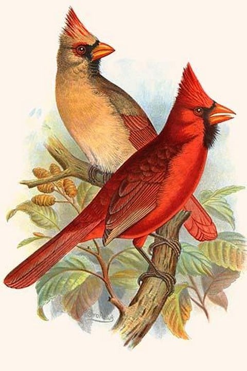 Virginian Cardinal by Frederick William Frohawk