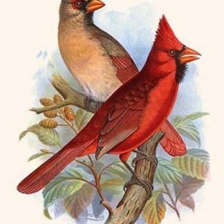 Virginian Cardinal by Frederick William Frohawk