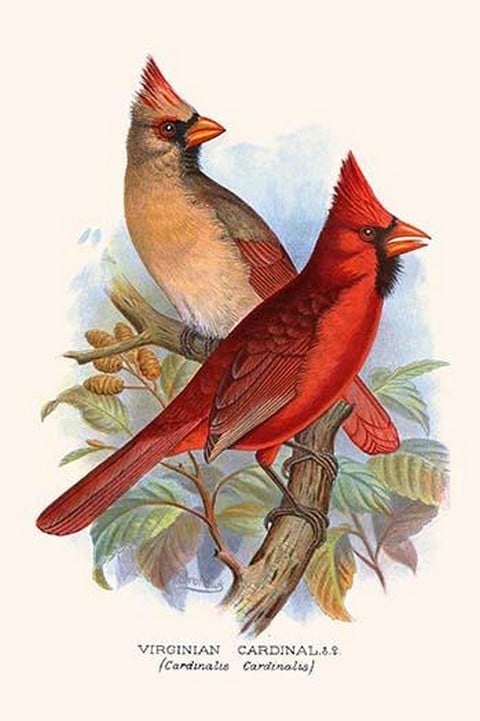 Virginian Cardinal by Frederick William Frohawk
