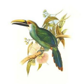 Wagler's Toucanet by John Gould