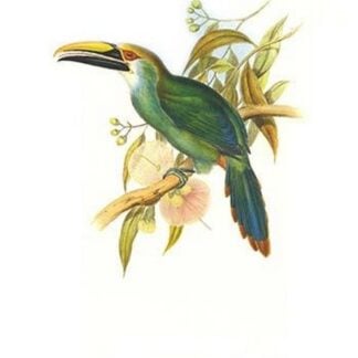 Wagler's Toucanet by John Gould