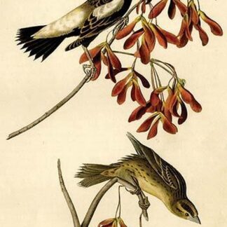 Wandering Rice Bird by John James Audubon
