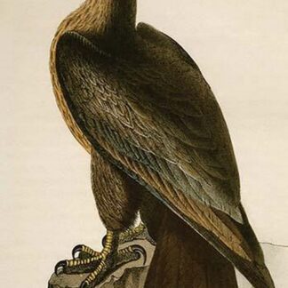 Washington Sea Eagle by John James Audubon