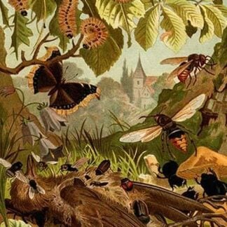 Wasps by Friedrich Wilhelm Kuhnert