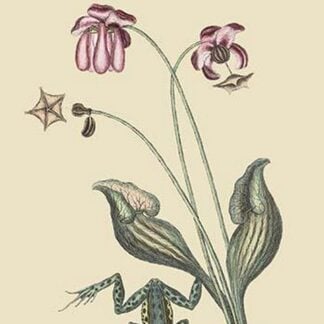 Water Frog by Mark Catesby