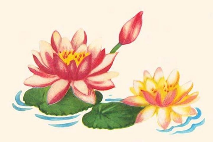 Water Lilies