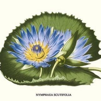 Water Lily - Blue Lotus of the Nile by Louis Benoit Van Houtte
