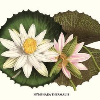 Water Lily - Hungarian Lotus by Louis Benoit Van Houtte