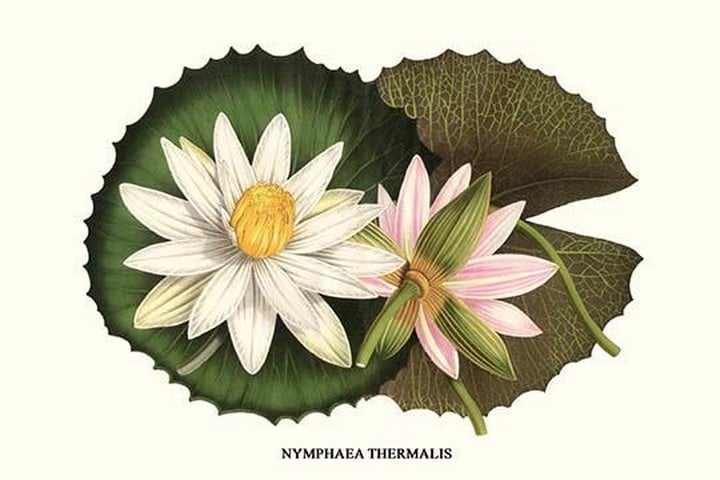 Water Lily - Hungarian Lotus by Louis Benoit Van Houtte