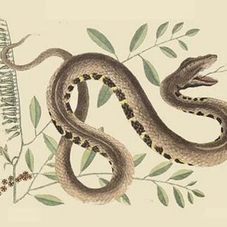 Water Viper -Viper Mouth by Mark Catesby