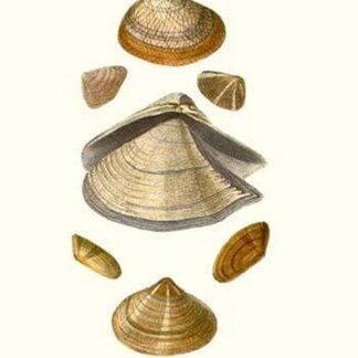 Wedge Shells By John Mawe