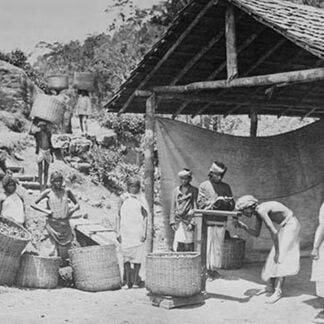 Weighing Ceylon Tea
