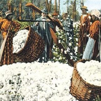 Weighing the Day's Cotton Pickings
