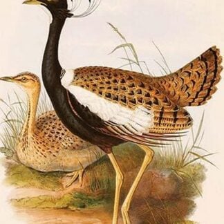 West Indian Bustard by John Gould