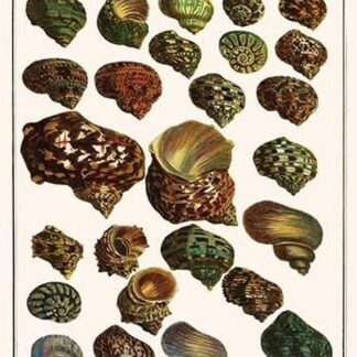 West Indian Crown Conchs