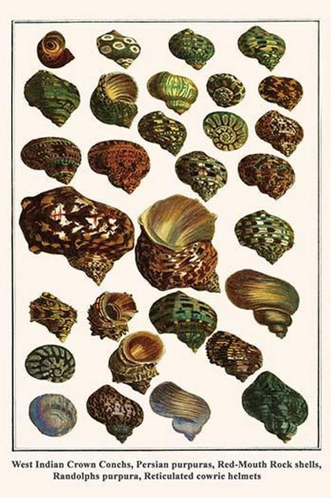 West Indian Crown Conchs