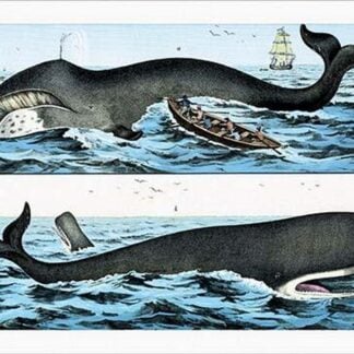 Whales by Heinrich V. Schubert