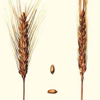 Wheat by Philippe-Victoire Lev que de Vilmorin