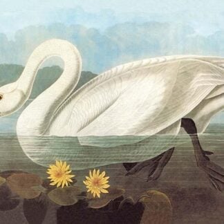 Whistling Swan by John James Audubon