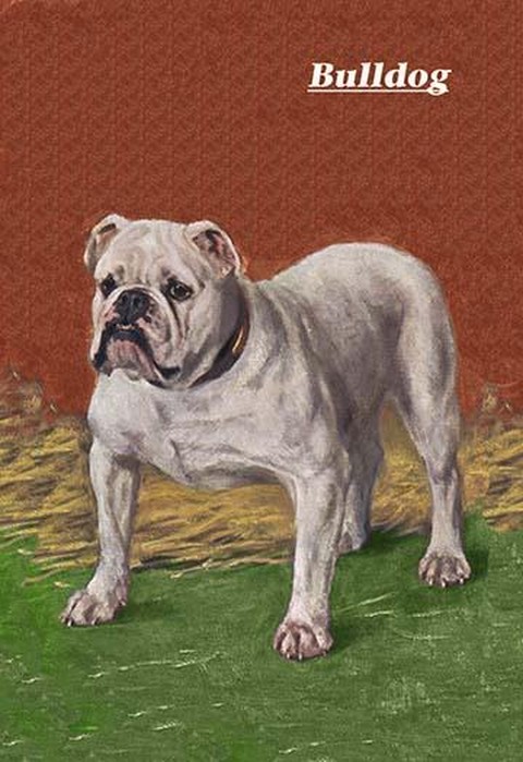 White Bulldog