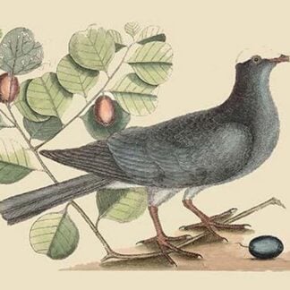 White Crown Pigeon by Mark Catesby
