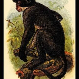 White Crowned Mangabey by G.R. Waterhouse