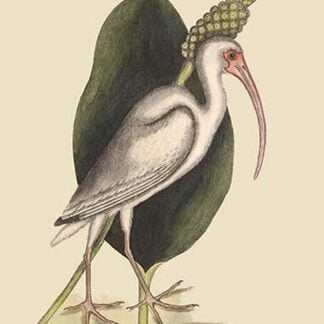 White Curlew by Mark Catesby