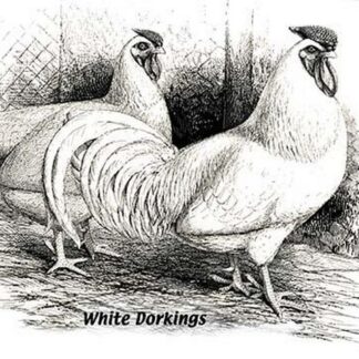 White Dorkings