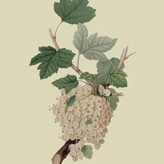 White Dutch Currant by William Hooker #2
