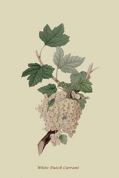 White Dutch Currant by William Hooker #2