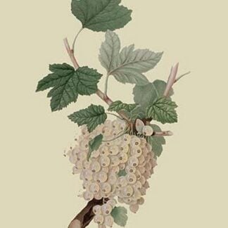 White Dutch Currant by William Hooker