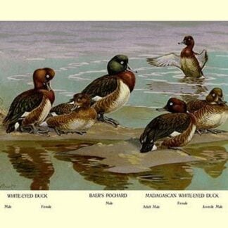 White-Eyed Ducks by Allan Brooks