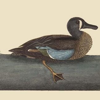 White Face Teal by Mark Catesby