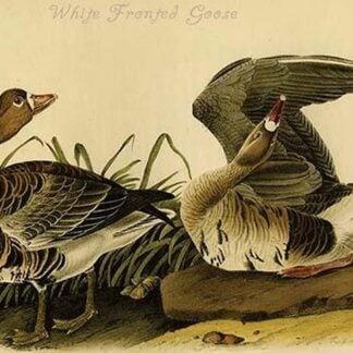White Fronted Goose by John James Audubon #2