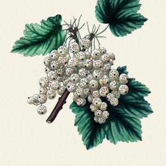 White Grape Currant