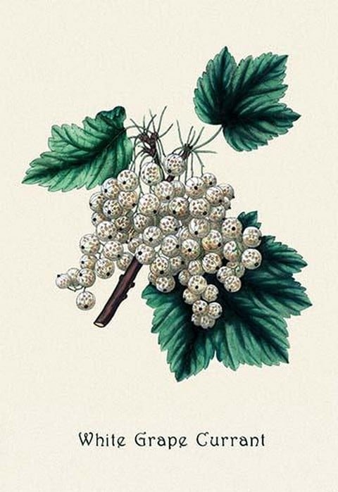 White Grape Currant
