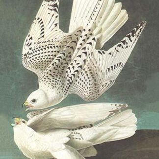 White Gyrfalcon by John James Audubon